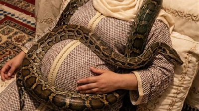 امرأة مغربية حامل تنام بجوار أفعاها الأليفة الضخمة