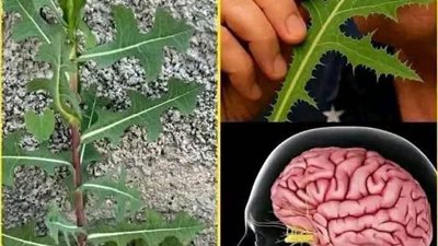 هذة النبتة