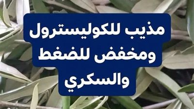 فوائد اوراق الزيتون الصحية